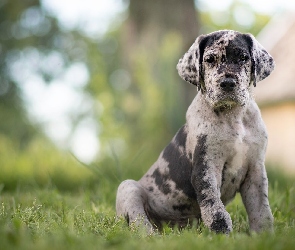 Pies, Trawa, Catahoula leopard dog, Łatki, Szczeniak