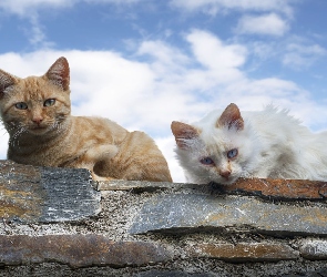 Koty, Dach, Dwa