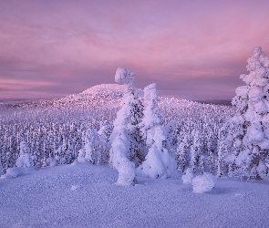 Zima, Finlandia, Drzewa, Wzgórza, Zaśnieżone