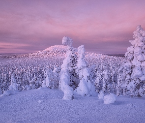 Zaśnieżone, Finlandia, Wzgórza, Drzewa, Zima