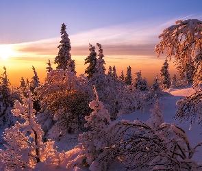 Zima, Wschód słońca, Ośnieżone, Drzewa, Las