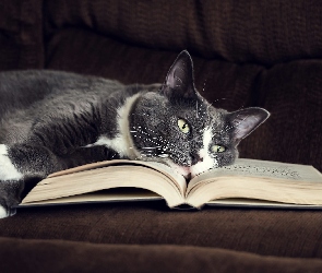 Kot, Książka, Leżący