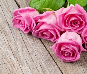 Różowe, Deski, Róże, Mokre