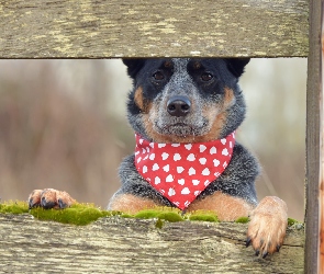 Pies, Deski, Chustka, Australian Cattle Dog