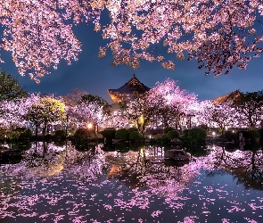 Drzewa, Staw, Ogród japoński, Wieczór, Wiosna, Wiśnie, Budowle, Kwitnące