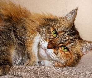Maine coon, Kot, Leżący