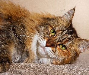 Leżący, Kot, Maine coon