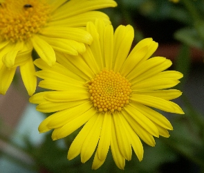 Żółty, Gerber, Kwiat, Wiosenny