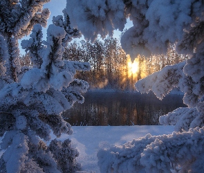 Zima, Drzewa, Jezioro, Gałęzie, Promienie słońca, Ośnieżone