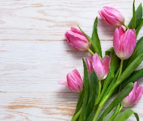 Różowe, Białe, Deski, Tulipany