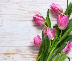 Białe, Deski, Różowe, Tulipany