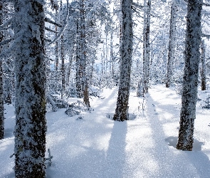 Zima, Las, Drzewa, Ośnieżone