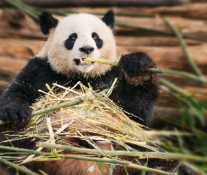 Panda wielka, Łodygi, Bambus