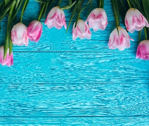 Różowe, Deski, Niebieskie, Tulipany