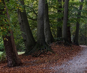 Droga, Liście, Opadłe, Drzewa, Park