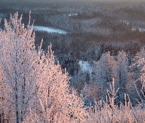 Drzewa, Tajga, Zima