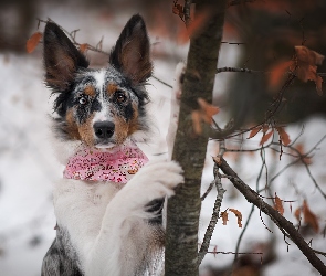 Zima, Drzewo, Pies, Border collie