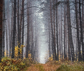 Las, Rośliny, Droga, Mgła, Drzewa