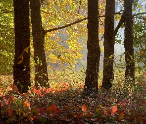 Jesień, Las, Drzewa, Liście, Pnie, Kolorowe