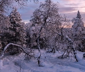 Las, Zima, Ośnieżone, Drzewa, Śnieg