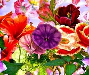 Maki, Grafika, Hibiskus, Powojnik, Kwiaty