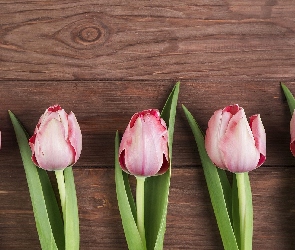 Tulipanów, Pięć
