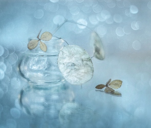 Bokeh, Suszki, Miesiącznica, Hortensja