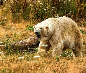 Łąka, Pień, Niedźwiedź polarny