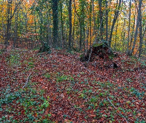 Pień, Drzewa, Jesień, Las