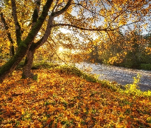 Rzeka, Promienie słońca, Jesień, Liście, Drzewa