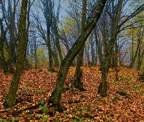 Las, Liście, Drzewa, Opadłe, Jesień