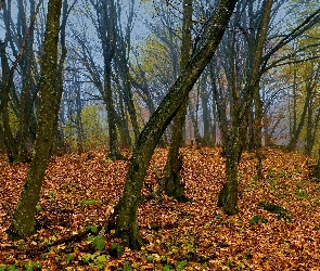Jesień, Liście, Opadłe, Drzewa, Las