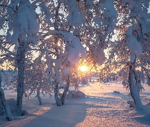 Zima, Drzewa, Wschód słońca, Ośnieżone