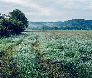 Trawa, Droga, Wzgórza, Drzewa, Łąka