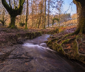 Drzewa, Park Narodowy Gorbea, Hiszpania, Rzeczka, Strumyk, Kraj Basków, Las