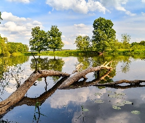 Lato, Rzeka, Drzewo, Rośliny, Połamane, Drzewa