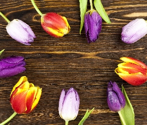 Fioletowe, Tulipany, Kolorowe