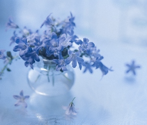 Campanula, Kwiaty, Niebieskie, Dzwonki dalmatyńskie