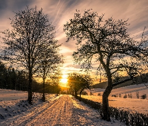 Zima, Drzewa, Droga, Wschód słońca