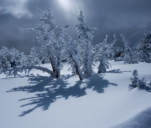 Śnieg, Krzewy, Drzewa, Ośnieżone, Zima