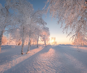 Śnieg, Słońce, Drzewa, Ośnieżone, Zima