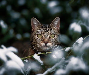 Śnieg, Gałązki, Kot, Spojrzenie