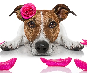 Pies, Jack Russell terrier, Płatki, Różowa, Róża, Mordka