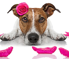 Płatki, Róża, Jack Russell terrier, Pies, Mordka, Różowa