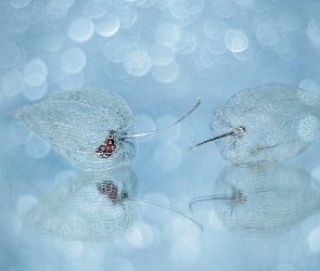 Miechunki, Makro, Bokeh