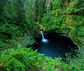 Wodospad Punch Bowl Falls, Las, Stany Zjednoczone, Drzewa, Oregon, Paprocie