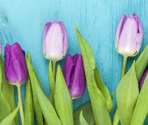 Fioletowe, Kwiaty, Tulipany