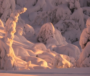 Śnieg, Ośnieżone, Drzewa, Zima
