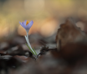 Kwiat, Zbliżenie, Krokus