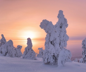 Finlandia, Laponia, Zaśnieżone, Zima, Drzewa, Zachód słońca